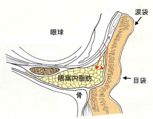 目袋と涙袋