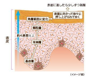 表皮の代謝サイクル