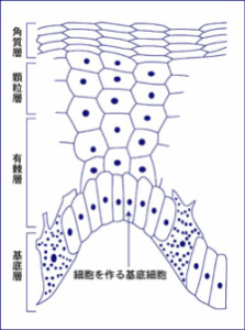 錯角化