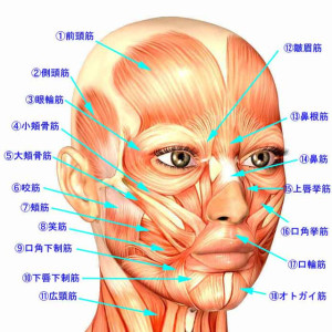 大頬骨筋と小頬骨筋