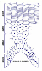 過角化