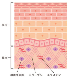 皮膚の構造_断面図