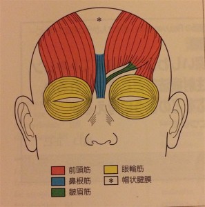 前額から眉間にかけての表情筋