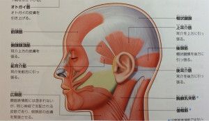 頭部の筋肉図