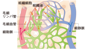 リンパ管の分布と構造