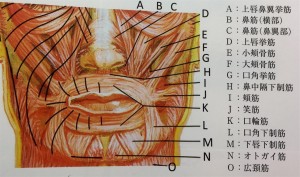 顔面の表情筋としわの方向